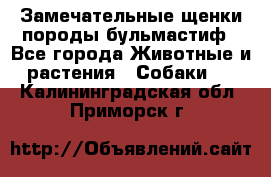 Замечательные щенки породы бульмастиф - Все города Животные и растения » Собаки   . Калининградская обл.,Приморск г.